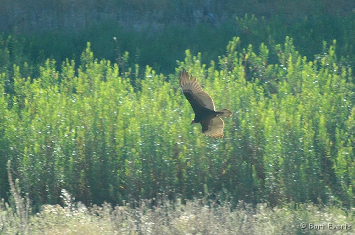 DSC_1820.JPG - Turkey vulture